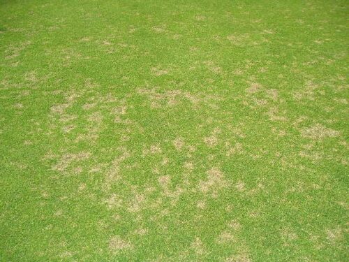 turf affected by dollar spot disease